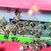 Bienen am Stock