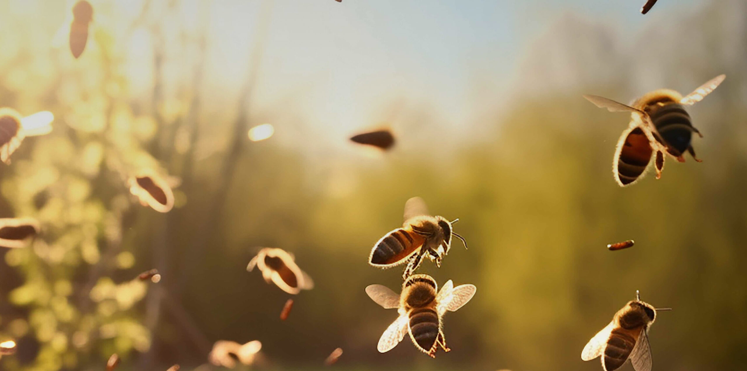 Bienen fliegen