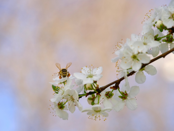 Biene holt sich Pollen an einer Pflanze