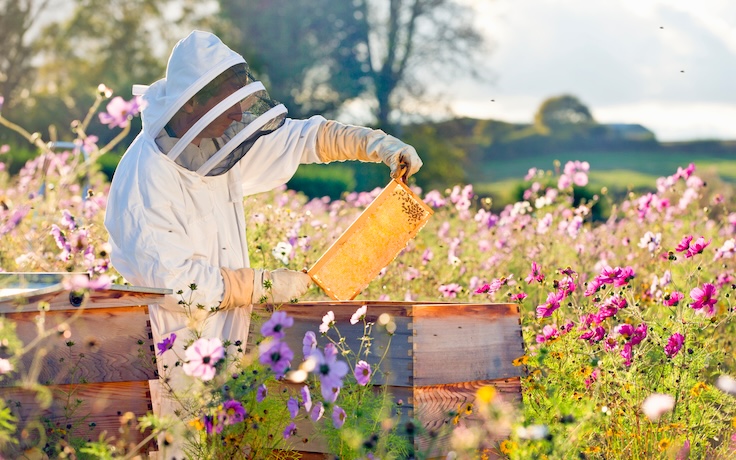 Imker prüft Honig auf dem Bienenstockrahmen in einem Feld voller Blumen