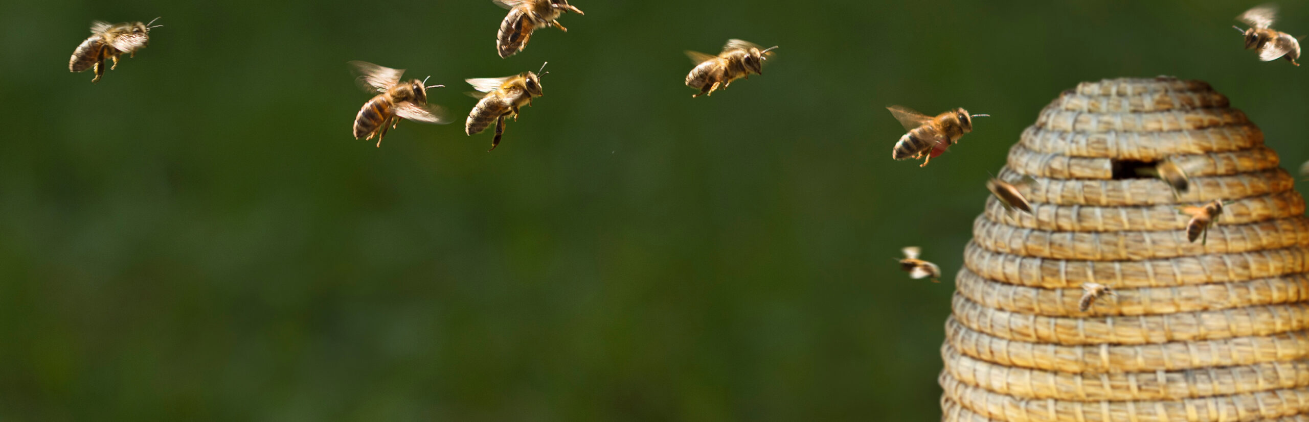 Bienen fliegen zu einem Bienenstock