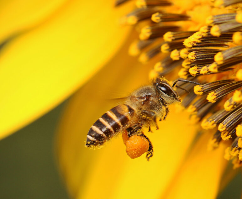 fleißige Biene mit Pollen