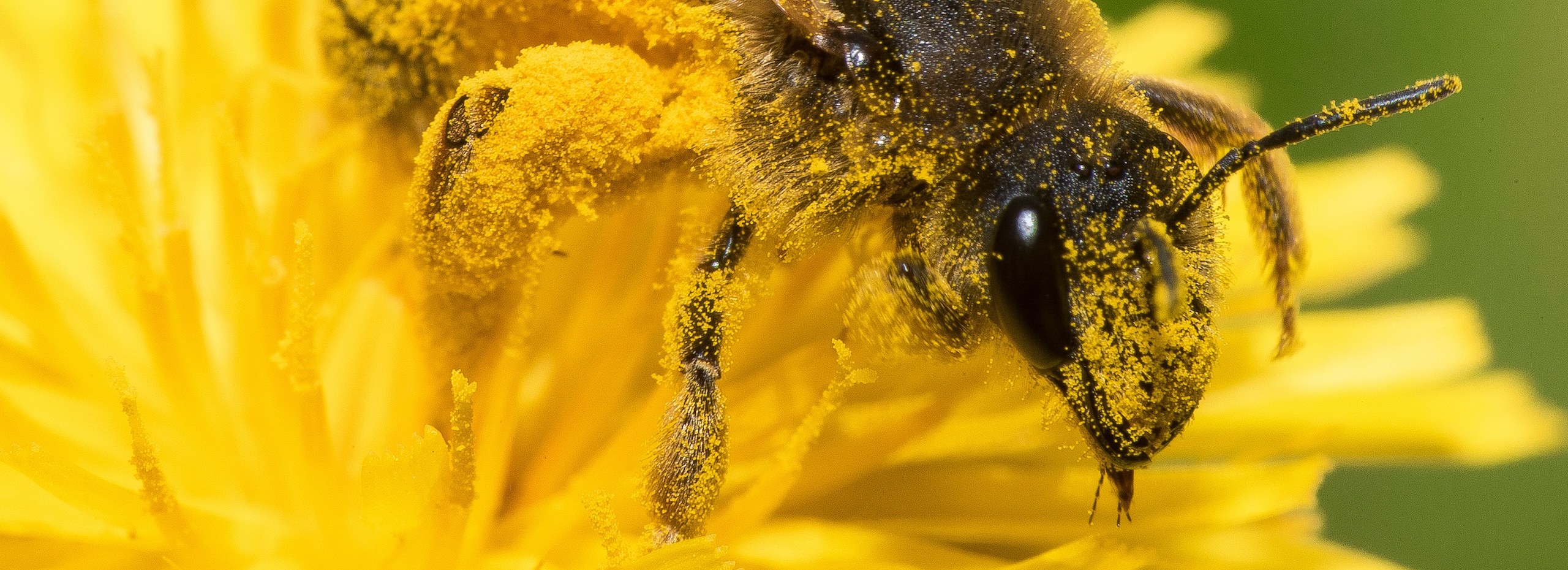 Biene voller Pollen auf einer Blume