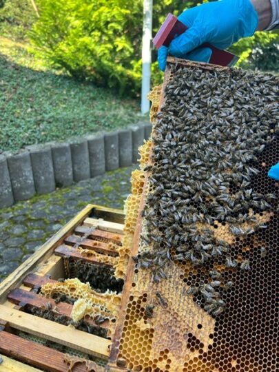 Rege Beteiligung erwünscht: Umfrage Winterverluste 2024/2025