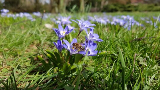 Honigbienen: Keine Gefahr für Wildbienen