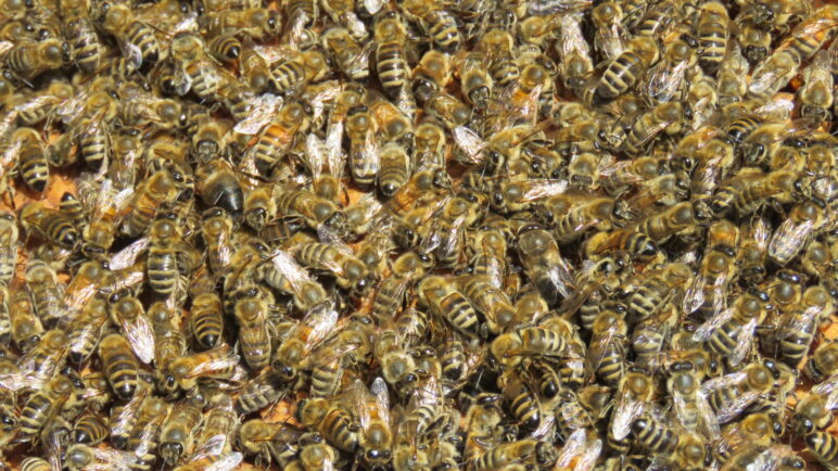 Wissenschaft und Praxis im Dialog: D.I.B.-Arbeitstagung der Züchter