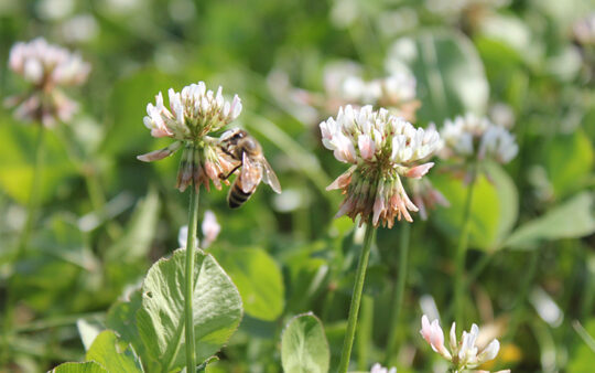 „Pollinating EU“: Fachdialog in Kopenhagen