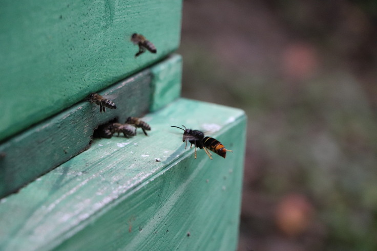 Vespa velutina jagt an einem Bienenvolk