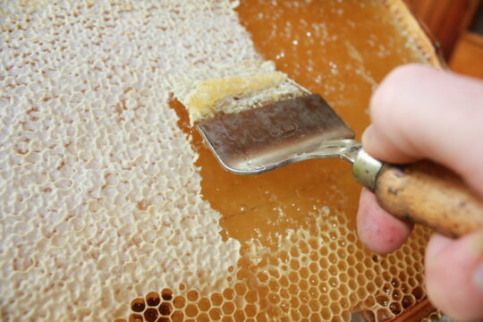 Zu wenig Honig trotz sehr guter Ernte