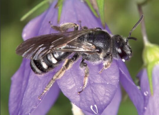 Wildbiene des Jahres