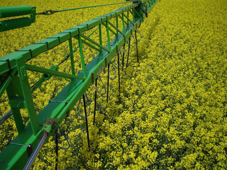 Droplegs: Unter statt in die Rapsblüte