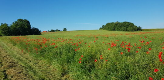 Warum Vielfalt in der Landschaft zählt