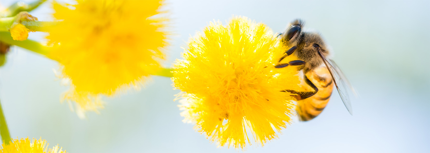 Das D.I.B.-Magazin Ausgabe 2 / 2026