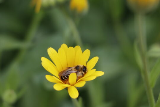 Entwarnung an der Blüte: Honigbienen-Viren schaden Wildbienen nicht