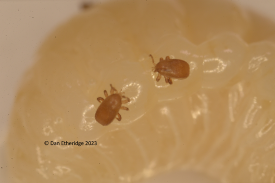 Tropilaelaps – keine Importe aus unsicheren Gebieten!