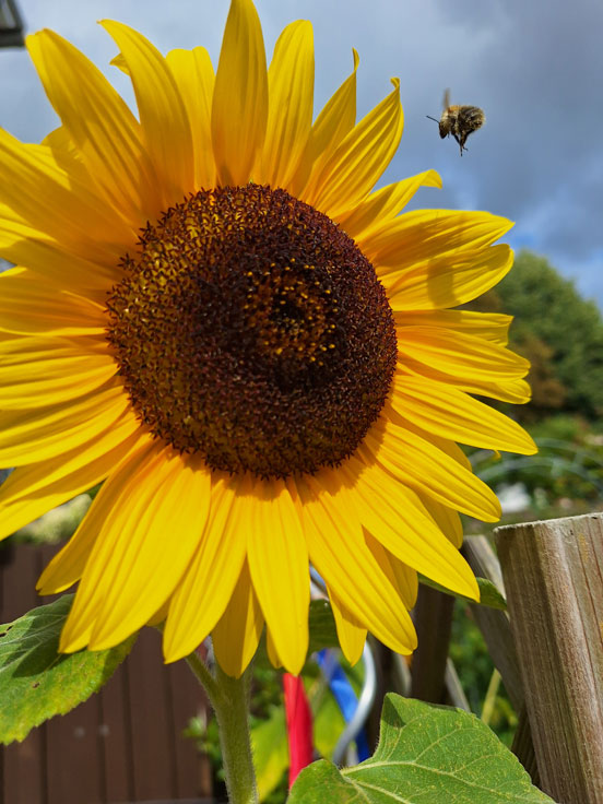 Anflug auf eine Sonnenblume - Kurt Reiswig