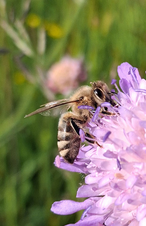 Bienchen auf Blümchen - Nadine Roser