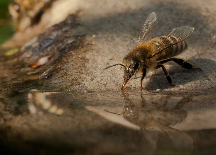 Biene am Wasser - Ulrich Beenen
