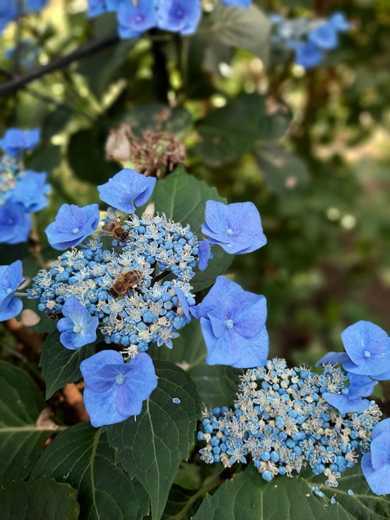 Biene besucht Hortensie - Kurt Reiswig
