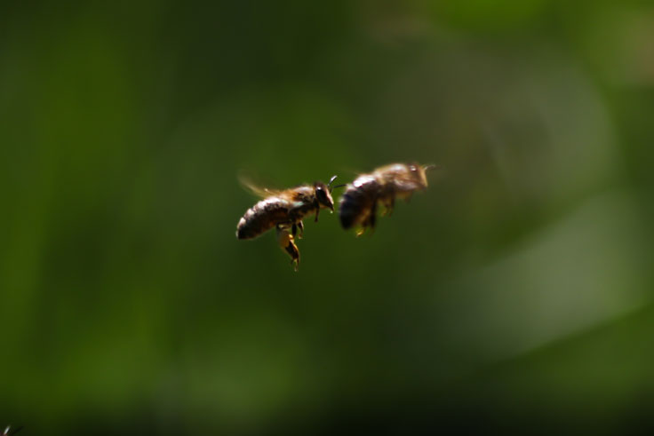 Biene im Flug - Lisa Lucht