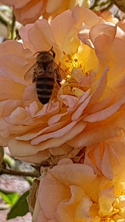 Biene in Rosenbllüte - Birgit Stockhorst