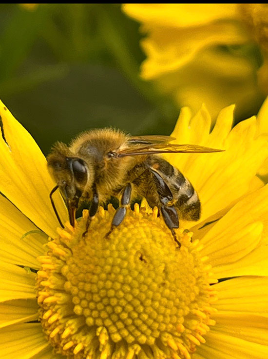 Biene in unserem Garten - Verena Rübsam