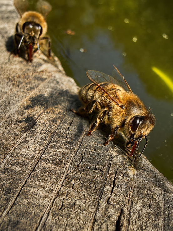 Bienen an der Tränke - Steffen Löbnitz