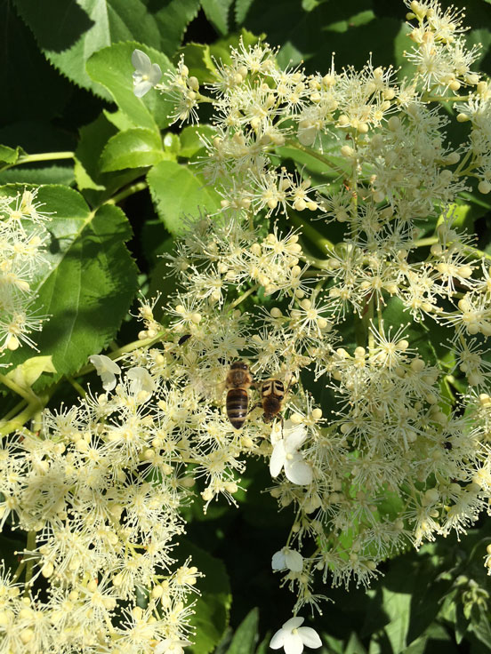Bienen an Kletterhortensie - Peter Kühnapfel