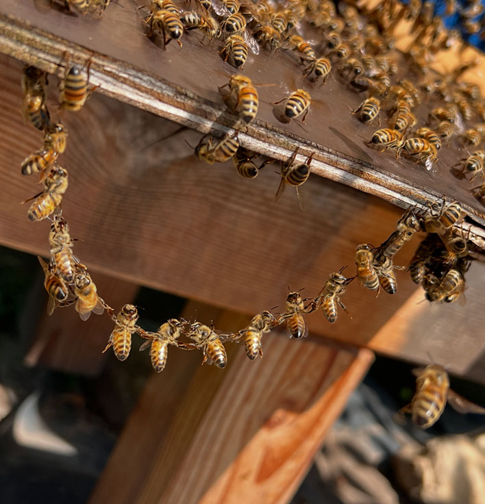 Bienen-Collier - Grit Tietze
