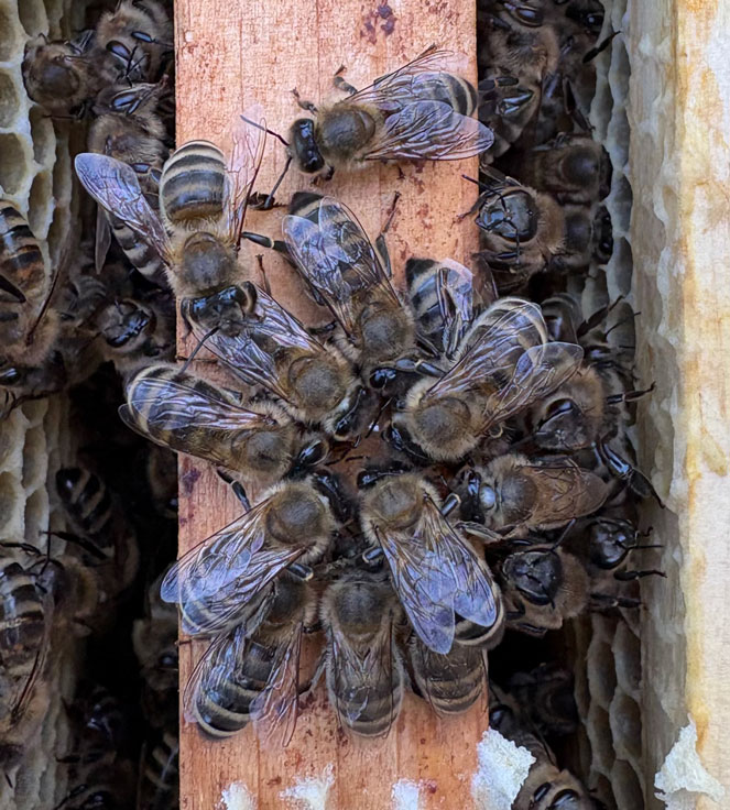 Bienenbesprechung - Kerstin-Schüler