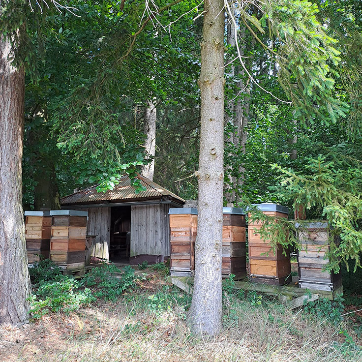 Bienenhäuschen still im Wald - Thomas Hofstetter