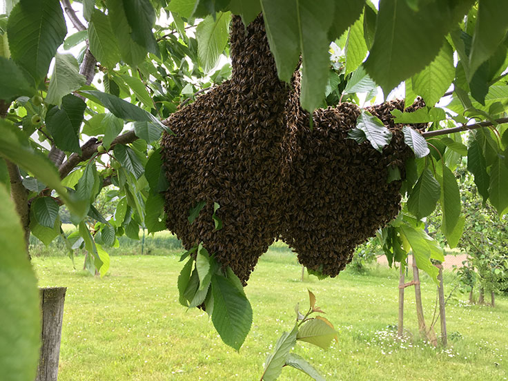 Bienenschwarm an Kirschbaumzweigen im Weserbergland - Ilka Bremeyer