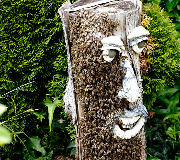 Bienenschwarm auf Wohnungssuche - Roswitha Demmler