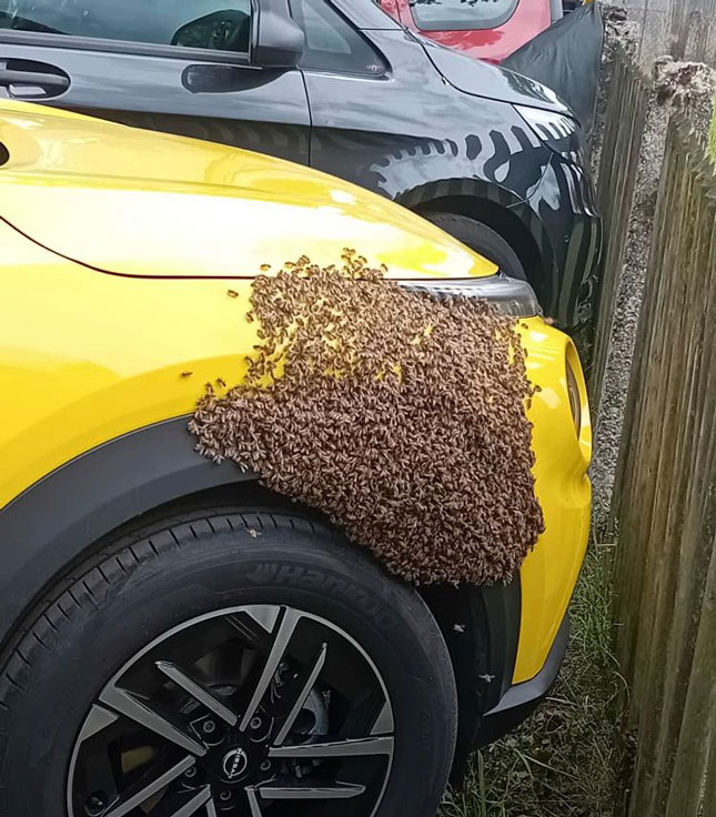 Bienenschwarm meets Car - Mathias Finsterhölzl