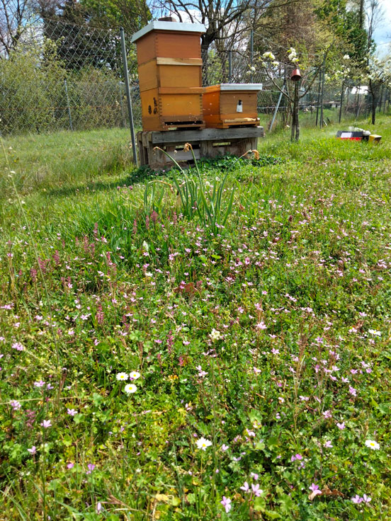 Bienenvolk und Blütenpracht - Siegfried Kinz