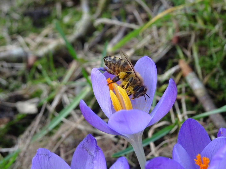 Der Pollen der Biene - Okko Jensen
