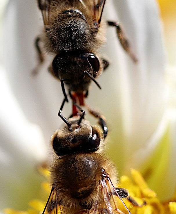 Geheime Botschaften-Die Sprache der Bienen - Ulrike Harnickell