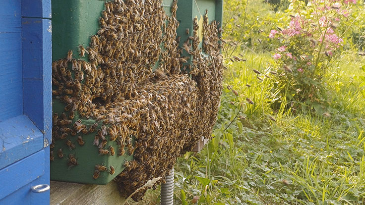 Hochsommerbienen - Ralf Stubbe