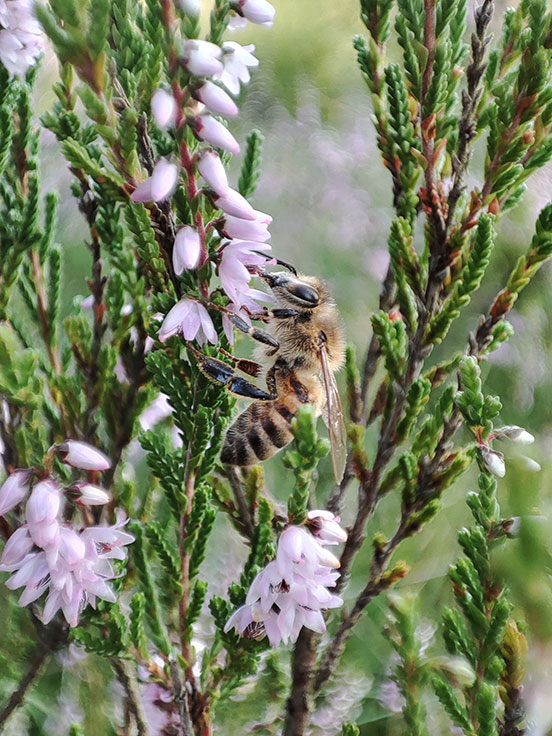 Honigbiene in der Heide - Marcel Vandenhende