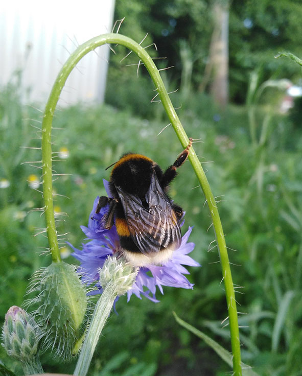 Hummel auf Kornblume - Corinna Wendt