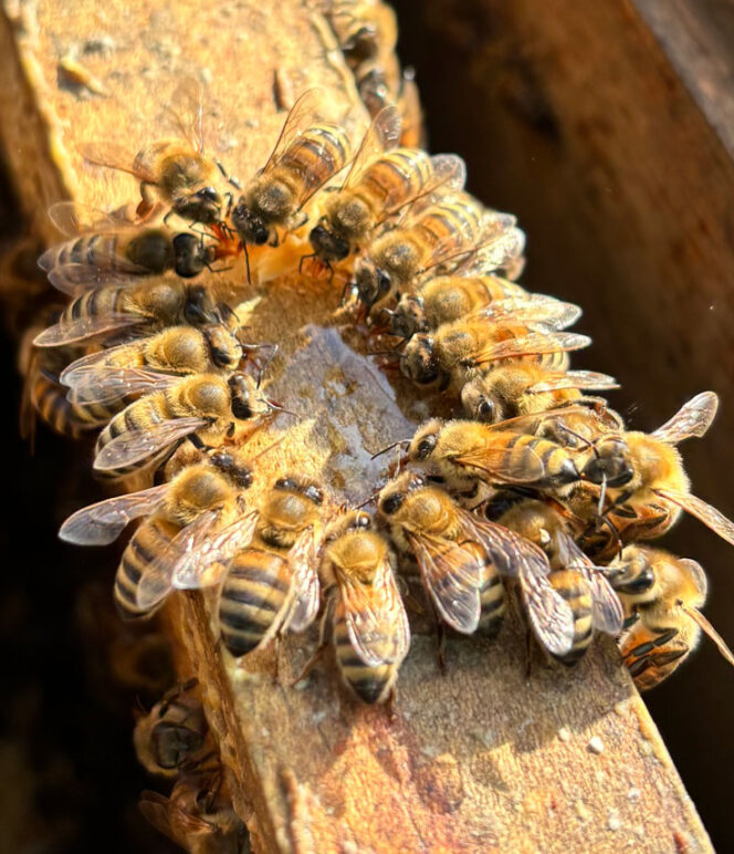 Kaffeekränzchen bei Bienens - Daniela Melzer