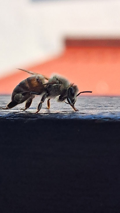 man gönnt sich ja sonst nix.... - Fridolin Rüppel