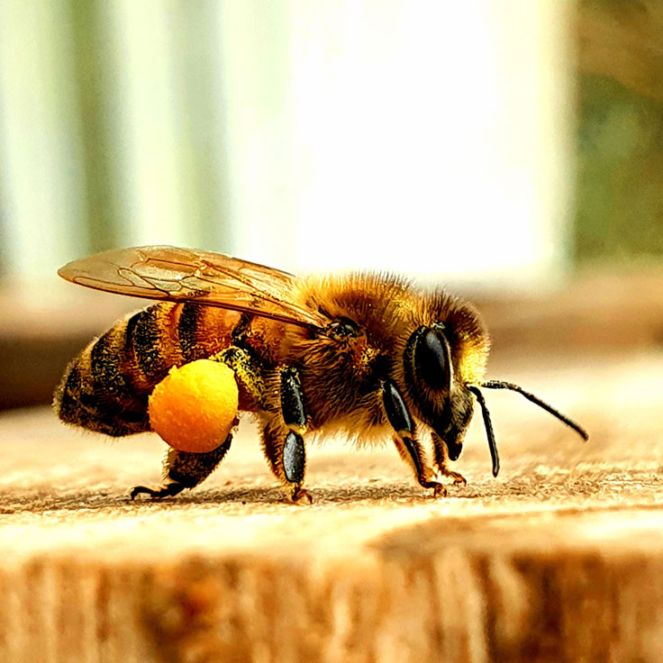 Pollen braucht das Volk - Petra Mätzig