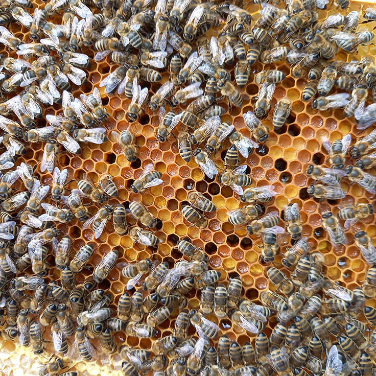 Pollenmalerei der Bienen - Katharina Sauer