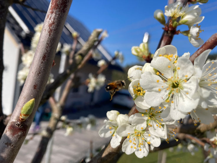 Rote Mauerbiene im Anflug - Timo Holler