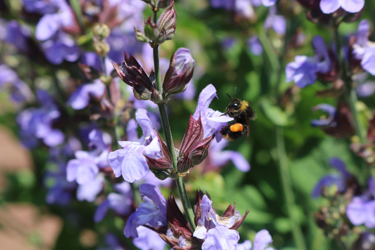 Salvia Blüte 2026 - Michael Strauss