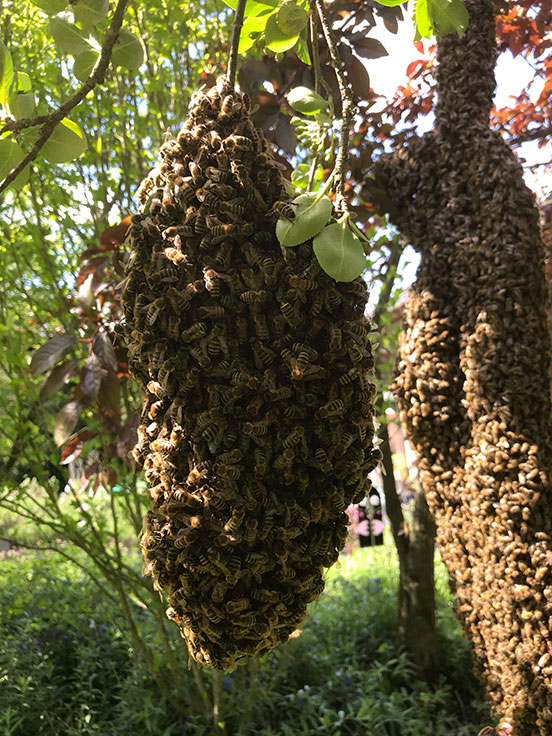 Schwarmzeit im Frühling - Sieglinde Wochinger