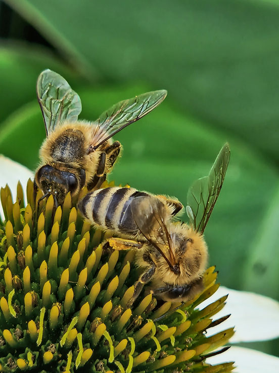 Teamwork - Susann Kopacek