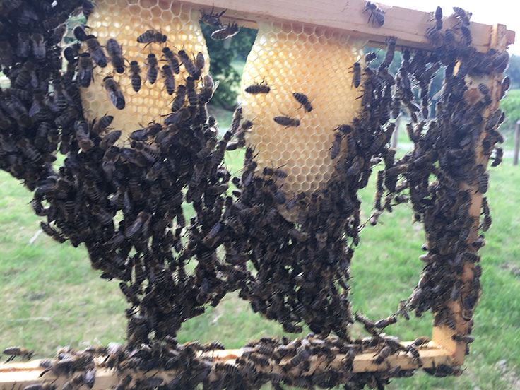 Vernetzt euch wie die Bienen - Elisabeth Laub-Hofmann