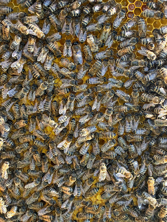 Wimmelbild - Bienen auf Brutwabe - Ilka Bremeyer